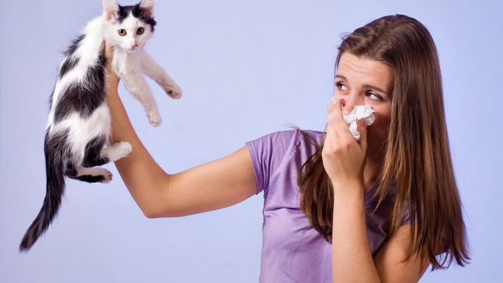 Cat Allergy: Symptoms and Treatment Options