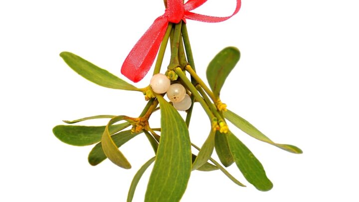 Mistletoe: Effects and Application