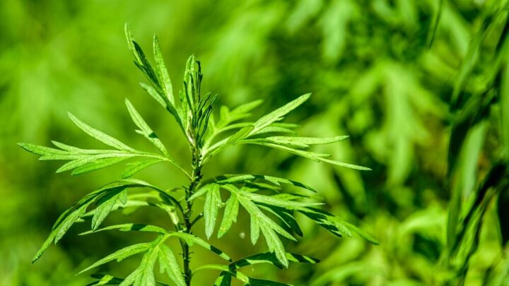 Mugwort: Effect and Use of The Medicinal Herb