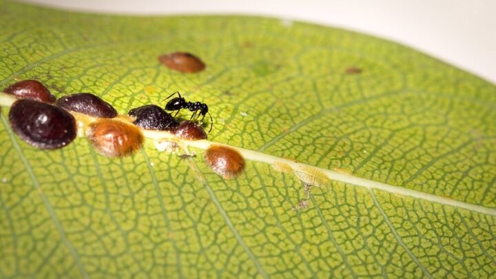 Scale Insects Control: The Best Tips & Home Remedies