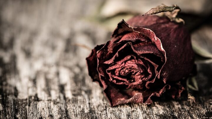 Drying Roses: Possibilities and Tips