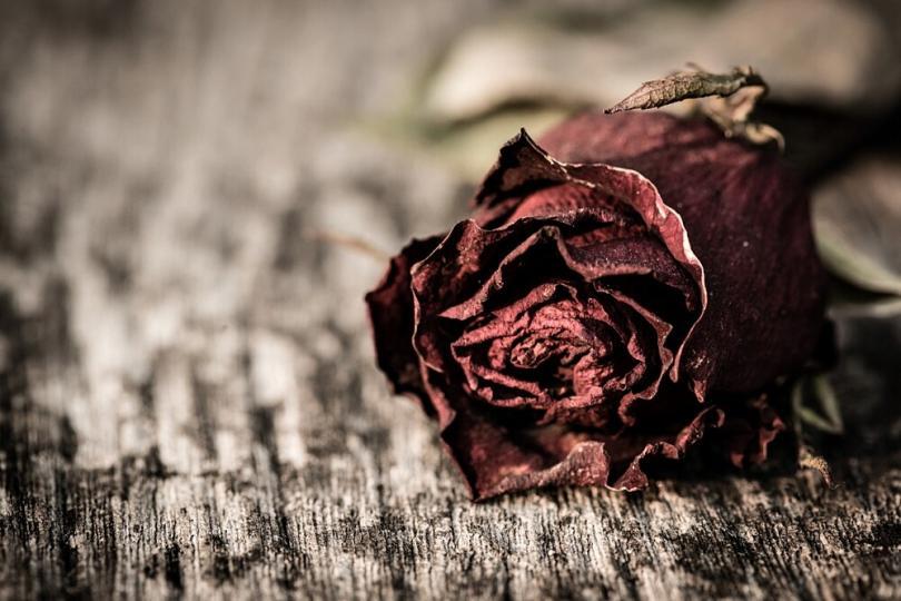 Drying Roses Possibilities and Tips Women's Alphabet