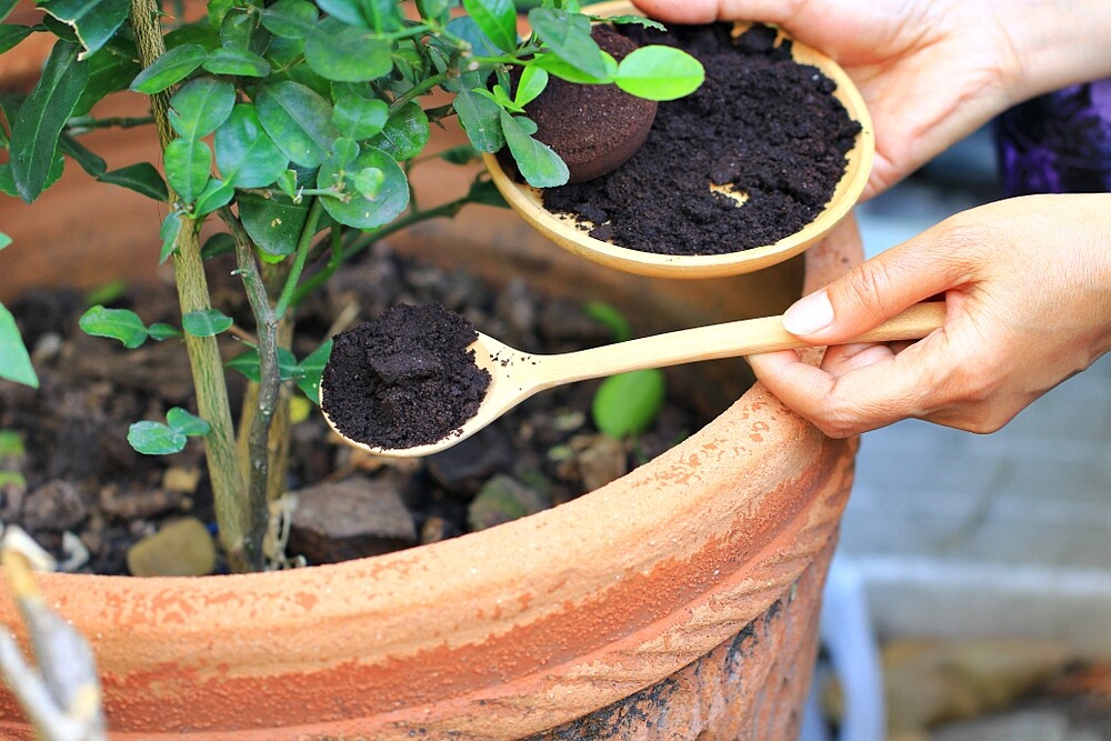 Coffee Grounds As Fertiliser Tips To Use It Women S Alphabet