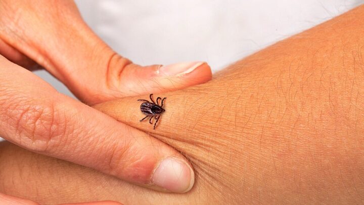 Tick Bites | What to Do: Here You Will Find Tips