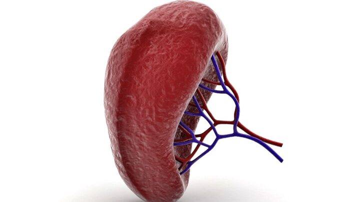 Life without a Spleen: How Dangerous Is That?