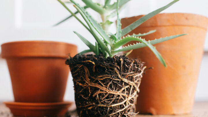 How to Repot a Plant: Explained Step by Step