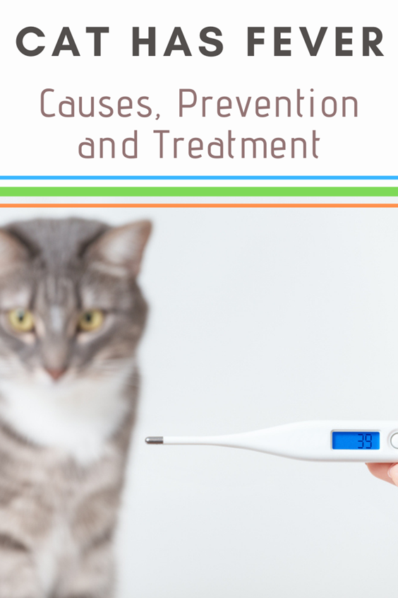 Cat Fever Causes Symptoms And Treatments by Cloud 9 Vets