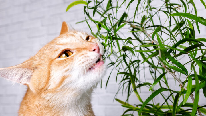 Which Plants Are Poisonous to Cats? A Complete Guide