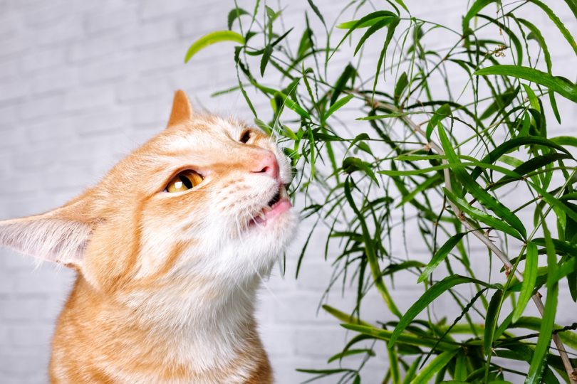 Which Plants Are Poisonous to Cats? A Complete Guide Women's Alphabet