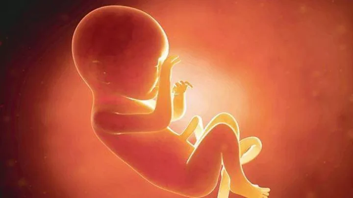 Fetal Development Week by Week