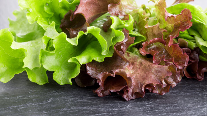 5 Health and Nutrition Benefits of Red Leaf Lettuce
