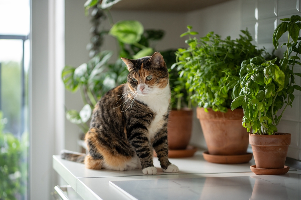 Pet-Friendly Houseplants That Are Safe