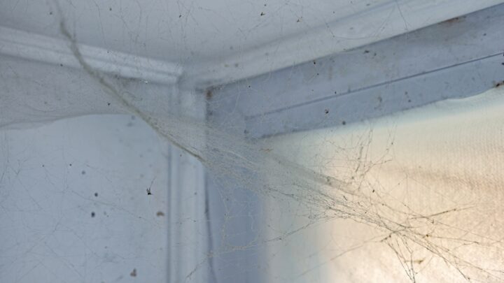 Easy Ways to Remove Cobwebs from Ceilings