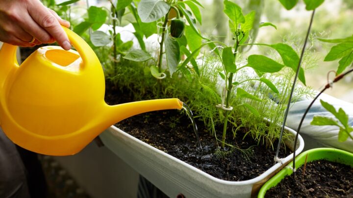How to Reuse Pasta Water for Plants
