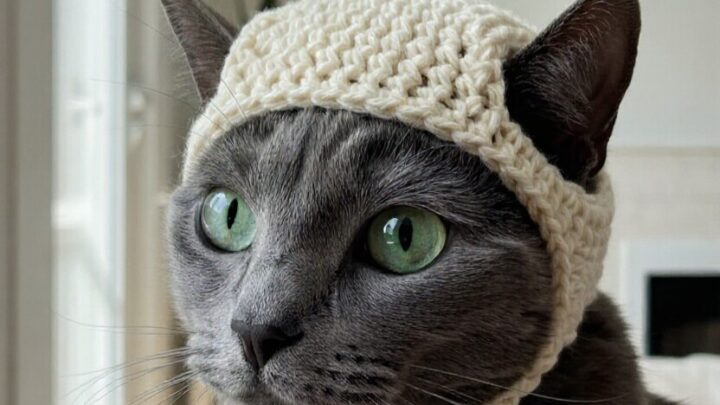 Free Crochet Cat Beanie Pattern for Beginners
