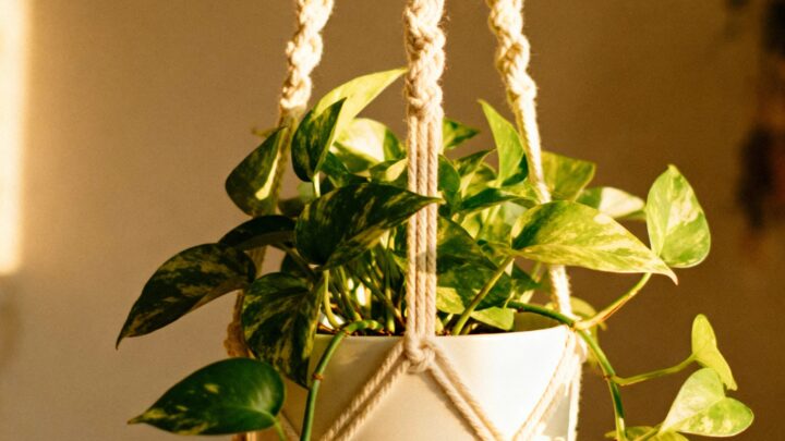A Guide to Macrame Plant Hangers: Elevating Your Indoor Greenery with Style