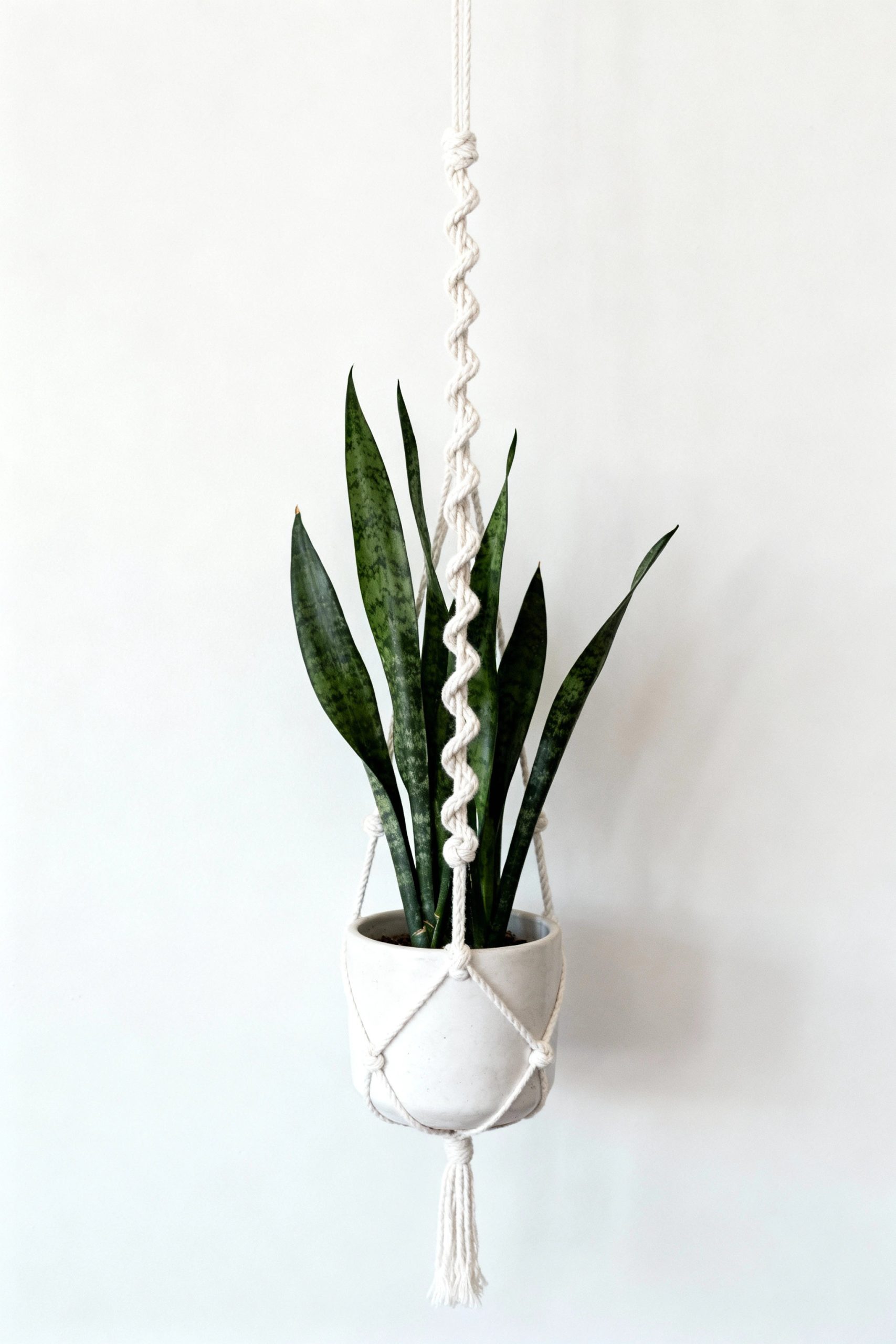 A modern macrame plant hanger made of white cord with a spiral knot design, holding a green snake plant in a simple white ceramic pot against a plain white wall.