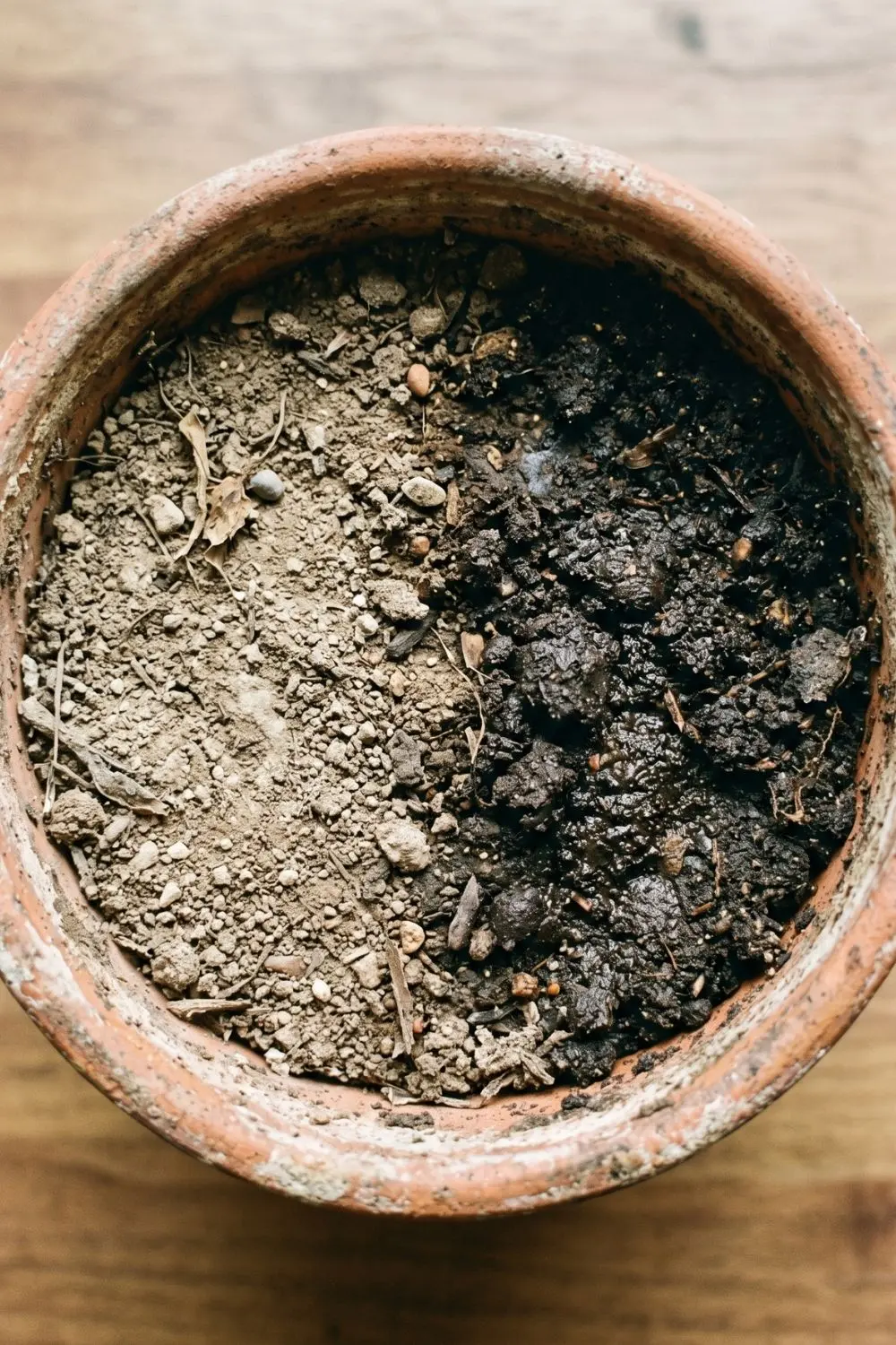 Close-up of houseplant soil surface showing a dry side and a moist side