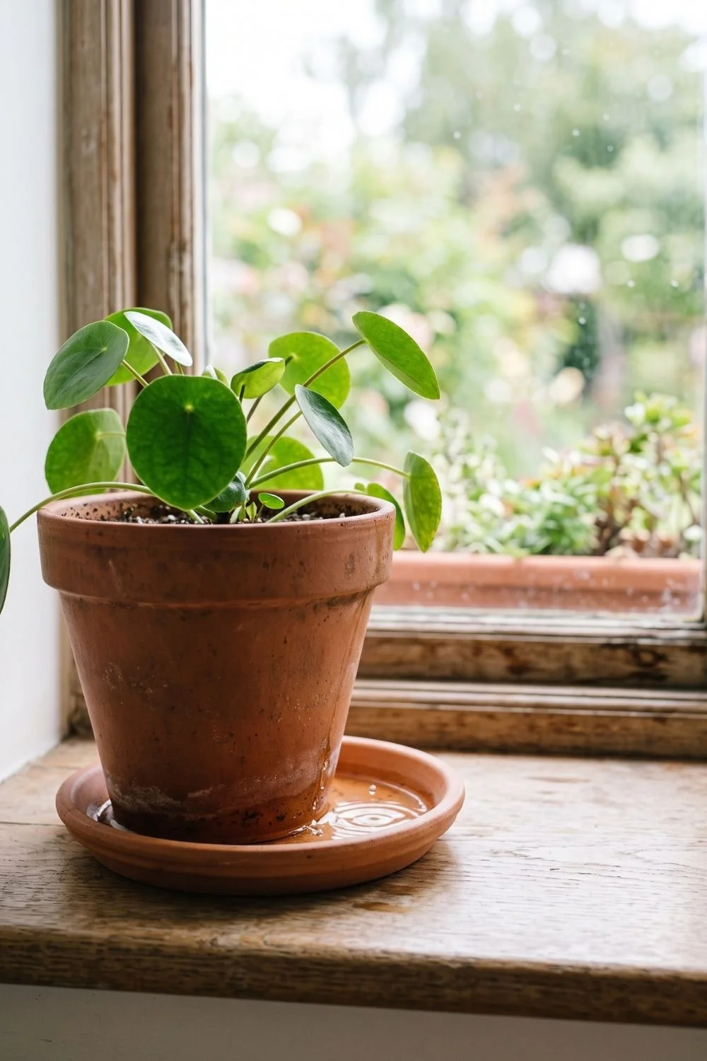 Terracotta plant pot with water visible in the saucer after watering