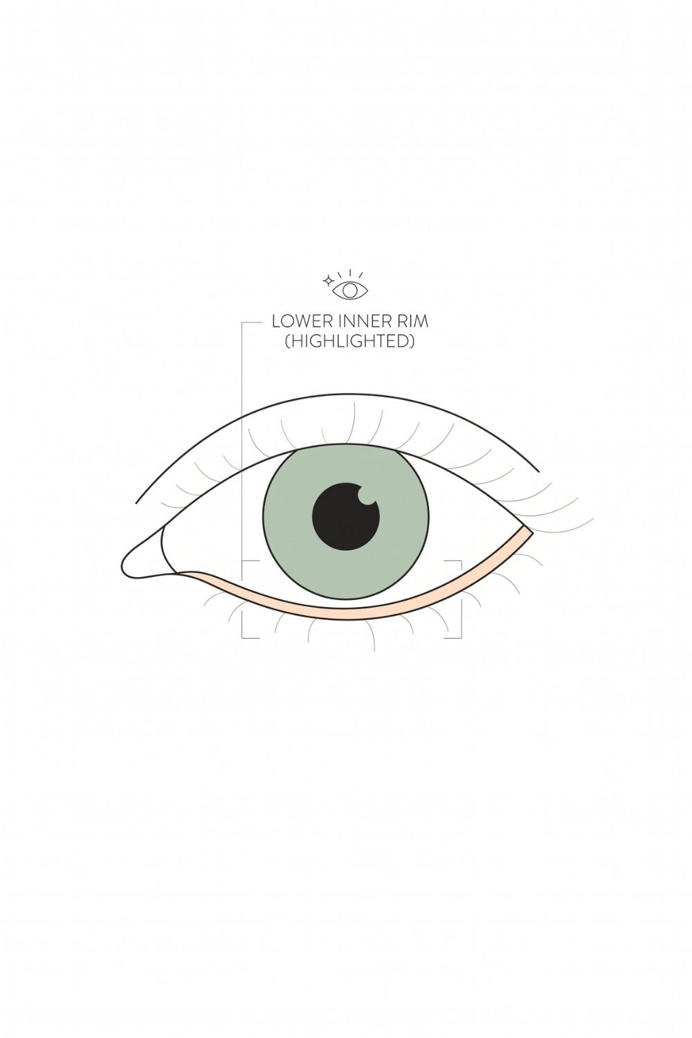 Schematic illustration of an eye showing the pale waterline strip acting as a boundary between the eye and the skin beneath it
