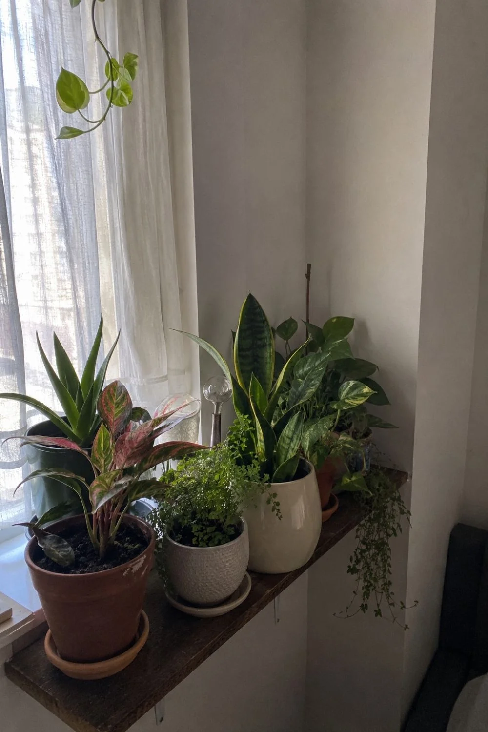 Stop Buying More Plants — Do This 10-Minute Styling Audit First 2 Crowded plant shelf with mismatched pots showing a common plant styling mistake